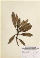 藏品(臺灣杜鵑)的圖片